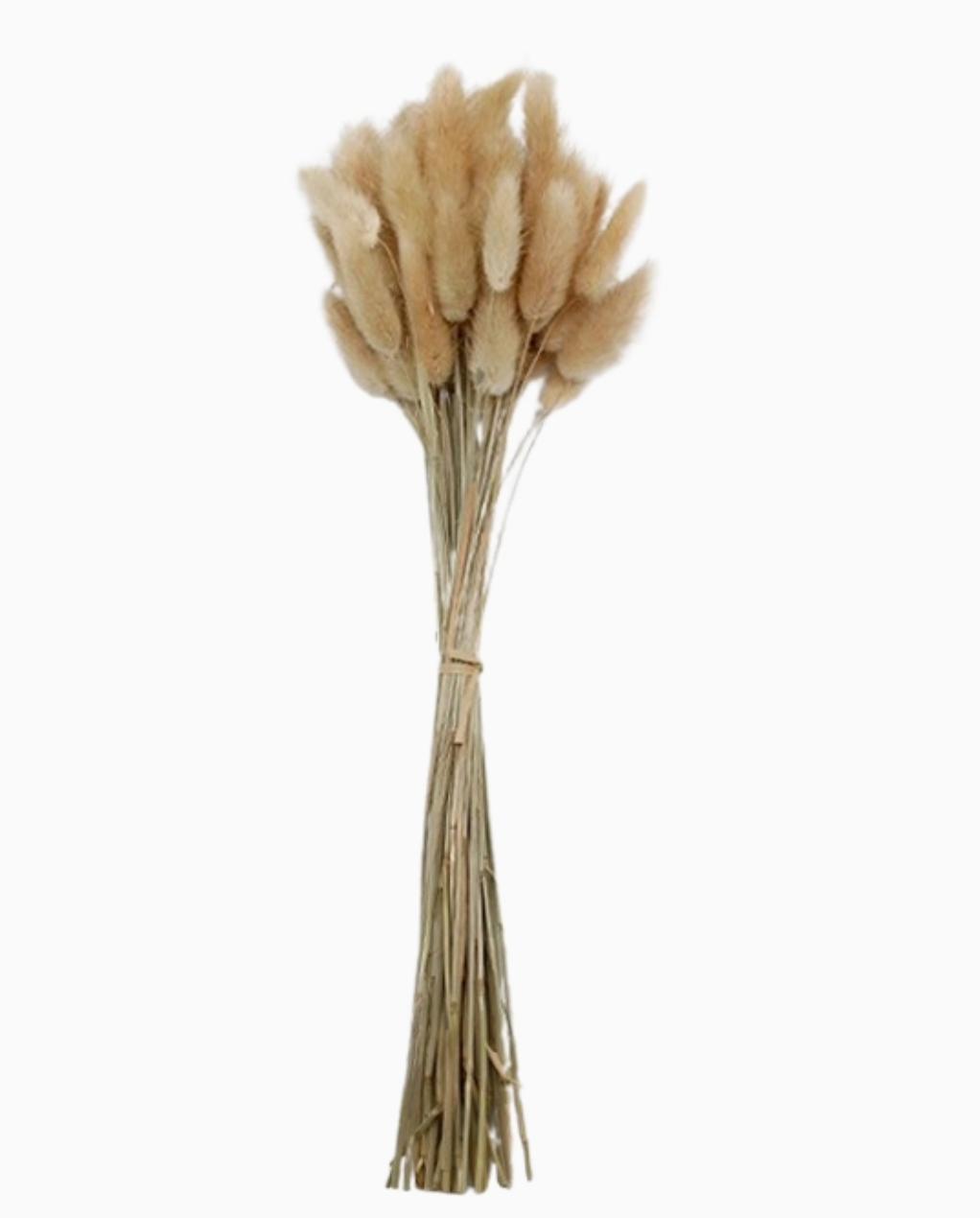 Natural Rabbit's Tail Grass Bunch - WT Collections